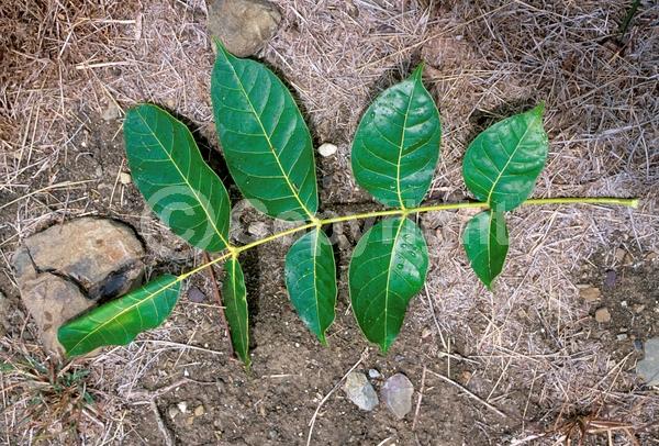 Green blooms; Evergreen; Semi-evergreen