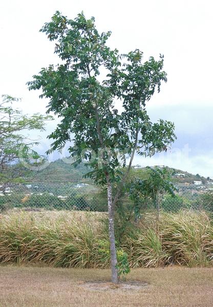 Green blooms; Evergreen; Semi-evergreen