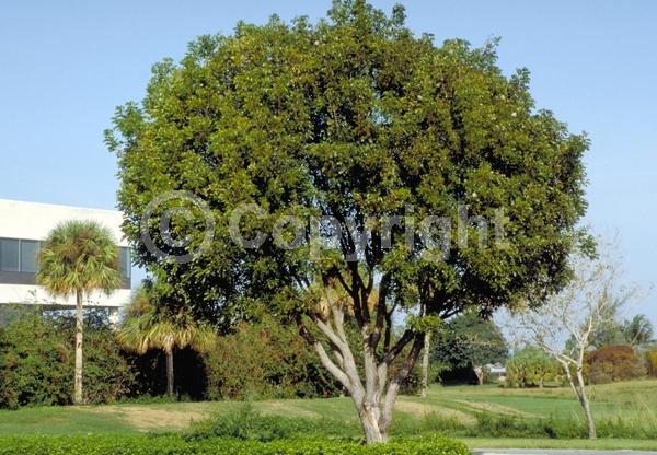 Green blooms; Evergreen; Semi-evergreen; North American Native