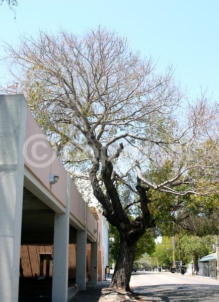 Green blooms; Evergreen; Semi-evergreen; North American Native