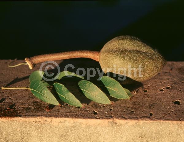 Green blooms; Evergreen; Semi-evergreen; North American Native