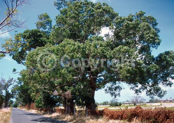 Green blooms; Evergreen; Semi-evergreen; North American Native