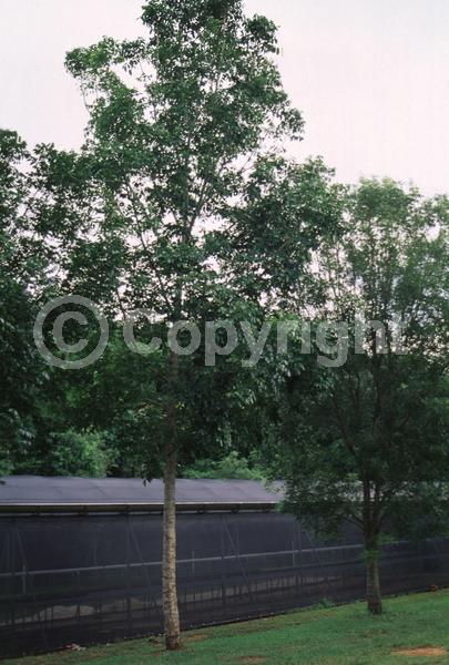 Green blooms; Evergreen; Semi-evergreen