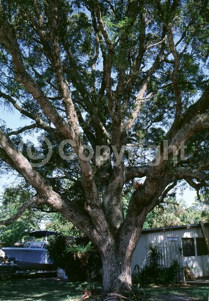 Green blooms; Evergreen; Semi-evergreen; North American Native