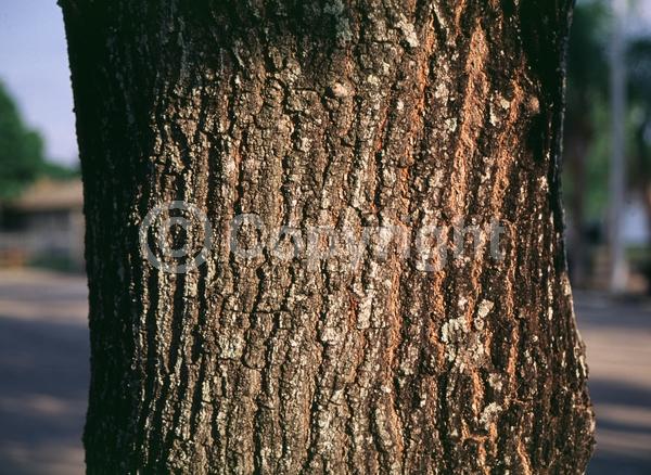 Green blooms; Evergreen; Semi-evergreen; North American Native