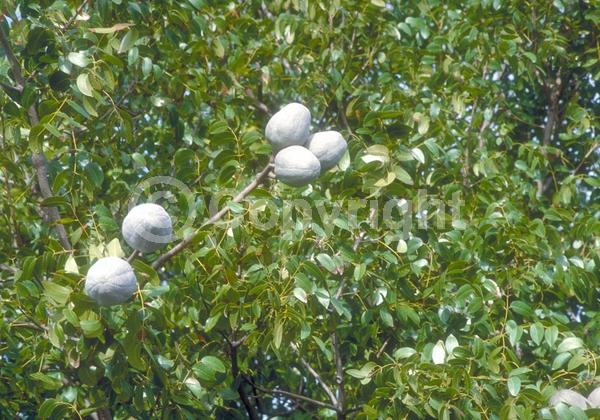 Green blooms; Evergreen; Semi-evergreen; North American Native