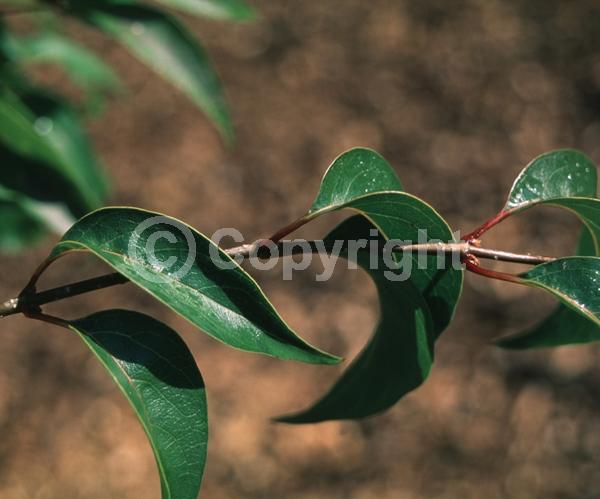 White blooms; Pink blooms; Deciduous; Broadleaf