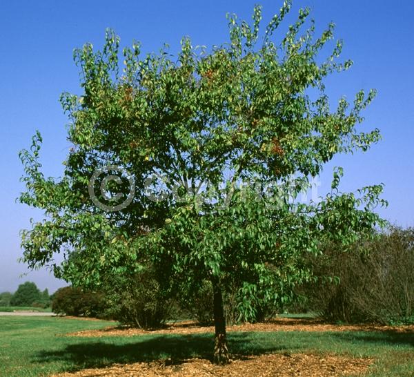 White blooms; Pink blooms; Deciduous; Broadleaf