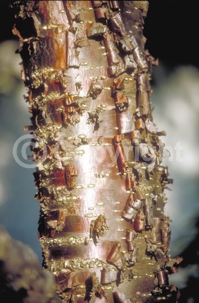 White blooms; Pink blooms; Deciduous; Broadleaf