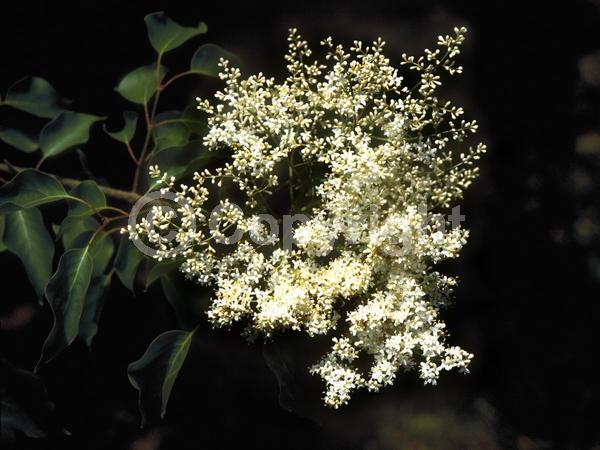 White blooms; Pink blooms; Deciduous; Broadleaf