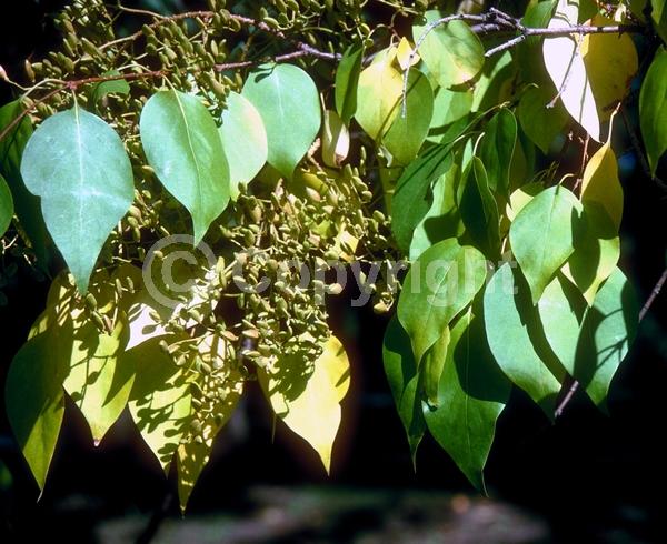 White blooms; Pink blooms; Deciduous; Broadleaf