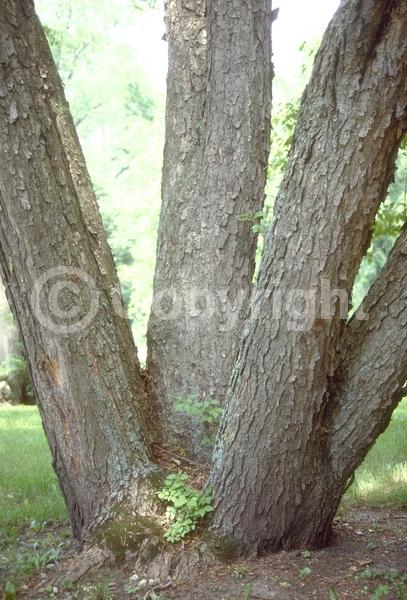 White blooms; Pink blooms; Deciduous; Broadleaf