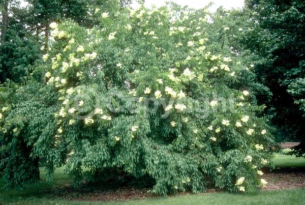 White blooms; Pink blooms; Deciduous; Broadleaf