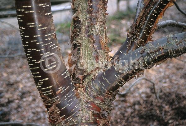 White blooms; Pink blooms; Deciduous; Broadleaf
