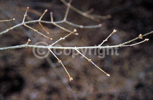White blooms; Pink blooms; Deciduous; Broadleaf