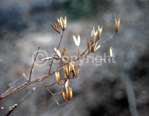 White blooms; Pink blooms; Deciduous; Broadleaf