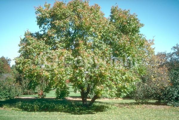 White blooms; Pink blooms; Deciduous; Broadleaf