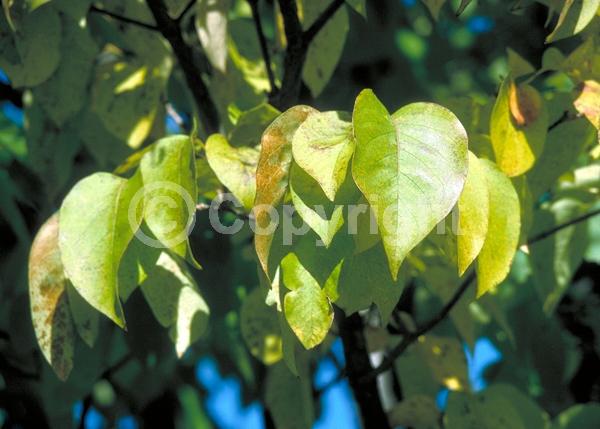 White blooms; Deciduous; Broadleaf