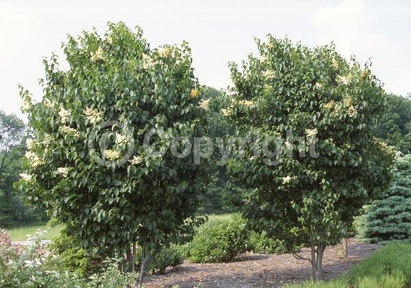 White blooms; Deciduous; Broadleaf