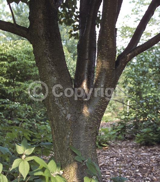 White blooms; Deciduous; Broadleaf