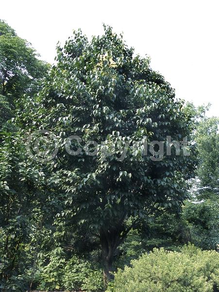 White blooms; Deciduous; Broadleaf