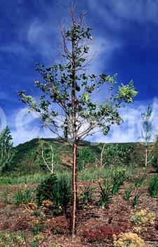 White blooms; Deciduous; Broadleaf