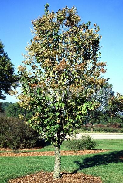 White blooms; Deciduous; Broadleaf