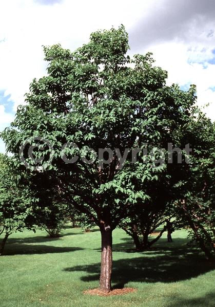 White blooms; Deciduous; Broadleaf