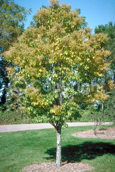 White blooms; Deciduous; Broadleaf