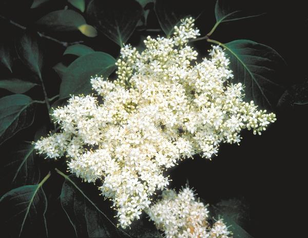 White blooms; Deciduous; Broadleaf