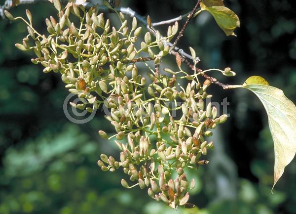 White blooms; Deciduous; Broadleaf