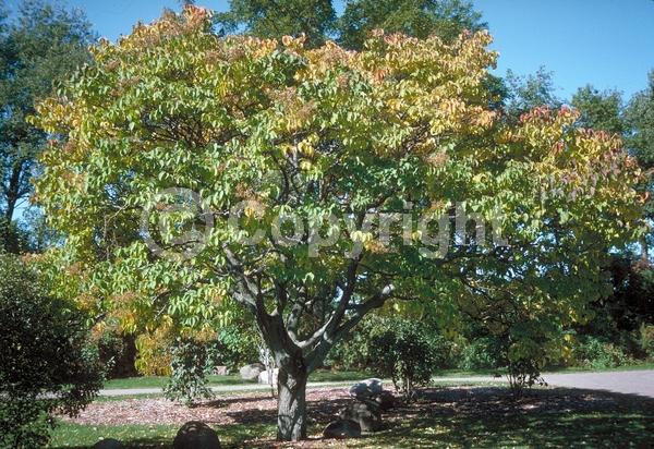 White blooms; Deciduous; Broadleaf