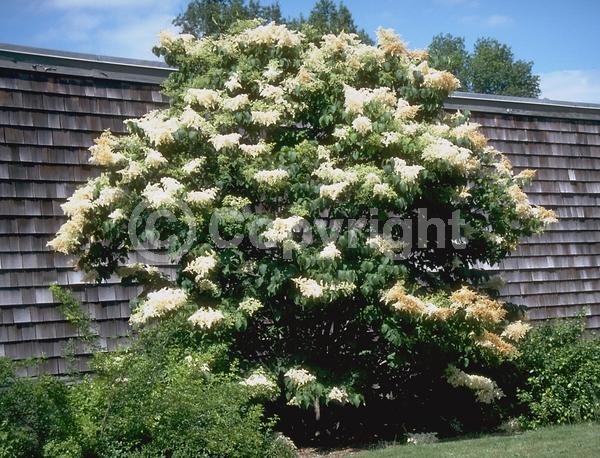 White blooms; Deciduous; Broadleaf