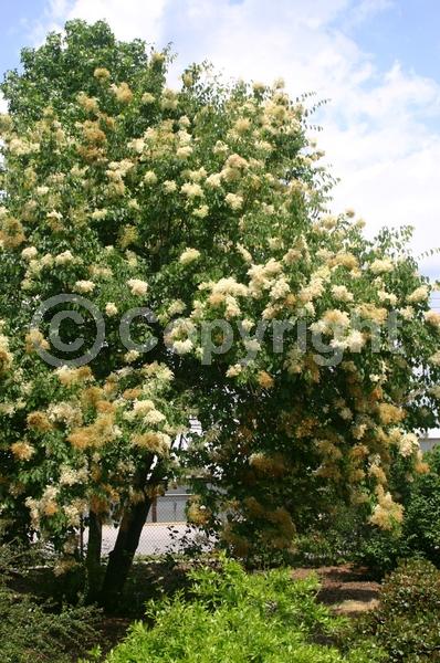 Yellow blooms; White blooms; Deciduous; Broadleaf