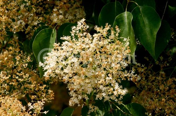 Yellow blooms; White blooms; Deciduous; Broadleaf