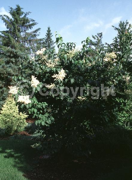 White blooms; Deciduous; Broadleaf