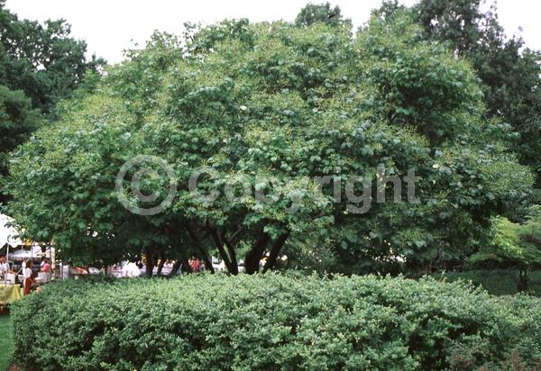 White blooms; Deciduous; Broadleaf