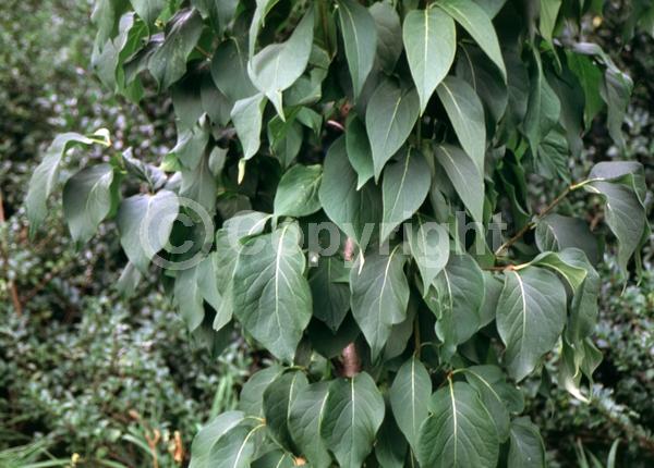 White blooms; Deciduous; Broadleaf