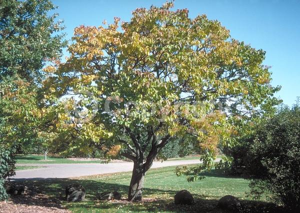 White blooms; Deciduous; Broadleaf