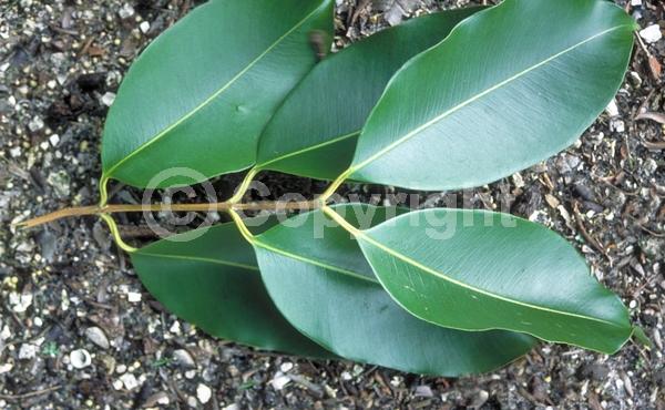 White blooms; Evergreen; Needles or needle-like leaf