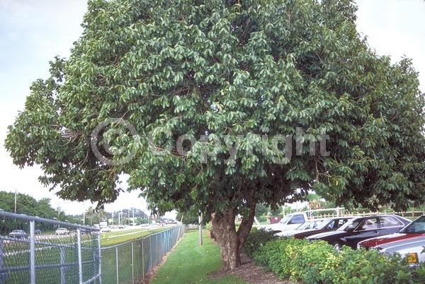 White blooms; Evergreen; Needles or needle-like leaf