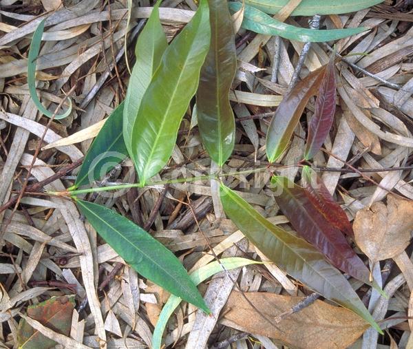White blooms; Evergreen
