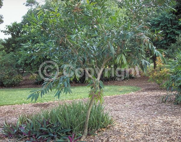 White blooms; Evergreen