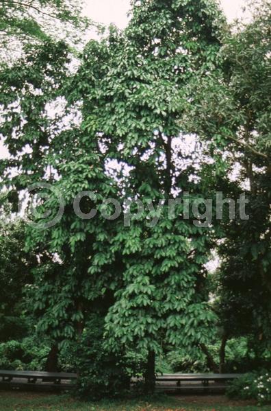 Red blooms; Evergreen