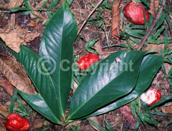 Red blooms; Evergreen
