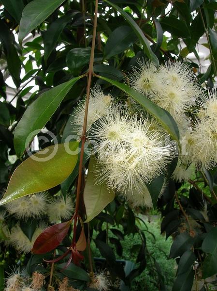 White blooms; Evergreen; Needles or needle-like leaf