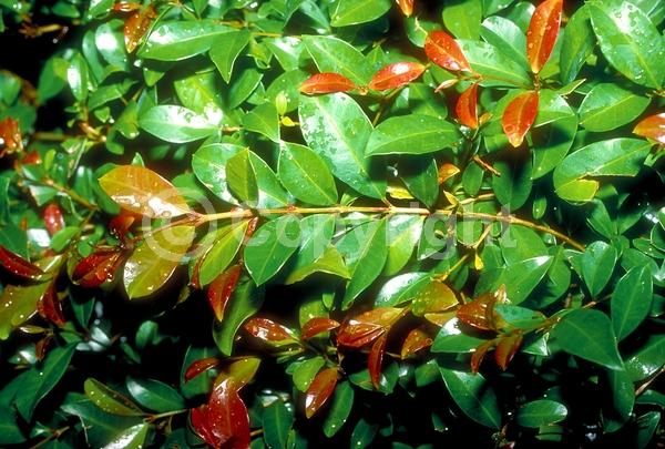 White blooms; Evergreen; Needles or needle-like leaf