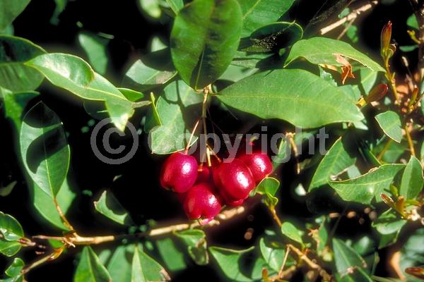 White blooms; Evergreen; Needles or needle-like leaf