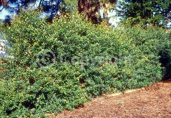 White blooms; Evergreen; Needles or needle-like leaf