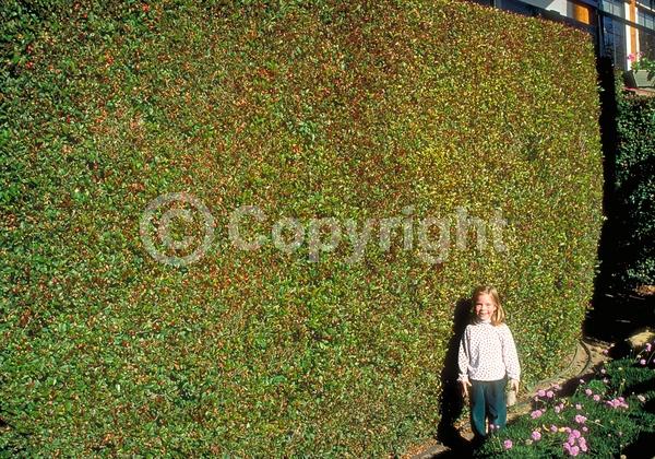 White blooms; Evergreen; Needles or needle-like leaf